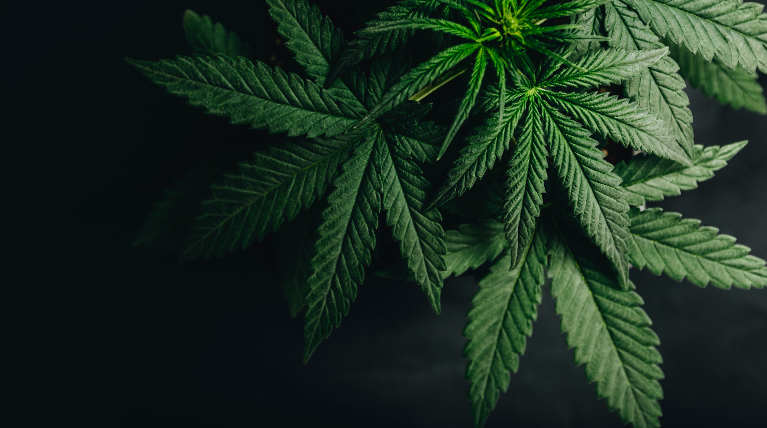 Reversing Your Connecticut Possession of Marijuana Infraction Guilty Plea
